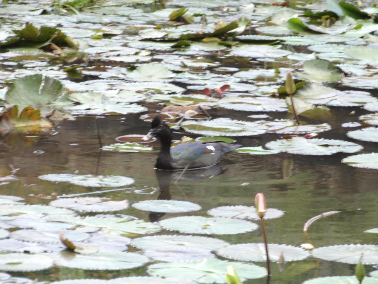 Horquetas River Lodge Sarapiquí Zewnętrze zdjęcie