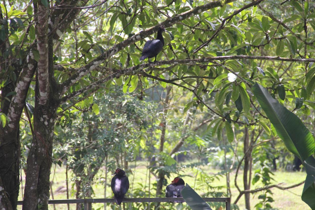 Horquetas River Lodge Sarapiquí Zewnętrze zdjęcie
