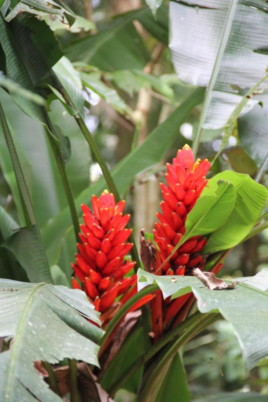 Horquetas River Lodge Sarapiquí Zewnętrze zdjęcie